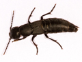 Ocypus olens